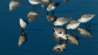 Birds standing water beach ocean - reflection free wallpaper
