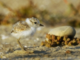 Small bird sandy ground rock - a small bird free wallpaper