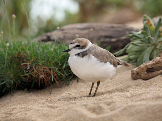 Small bird sandy beach plants - upper body free wallpaper
