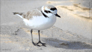 Small bird sandy beach ocean 2 - sandy free wallpaper