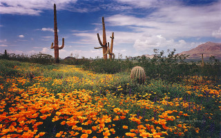 Field flowers cactus clouds mountains - a few mountain free wallpaper for desktop