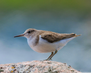 Small bird rock blurry background 2 - a rock free wallpaper