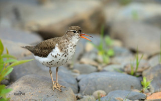 Small bird rock grass background - ground free wallpaper