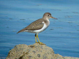 Bird rock water blue sky - a rock in front free wallpaper