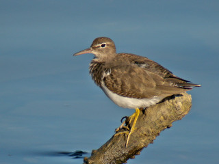 Bird sitting branch water looking - male free wallpaper