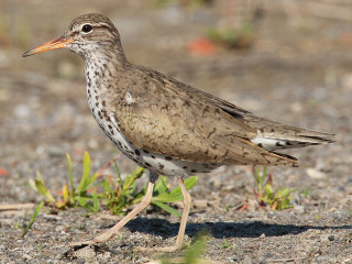 Bird dirt grass open beak - its beak open free wallpaper