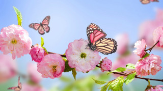 Butterflies pink flower bush blue - chang daichien free wallpaper