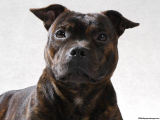 Sad dog portrait white background - a black spot free wallpaper