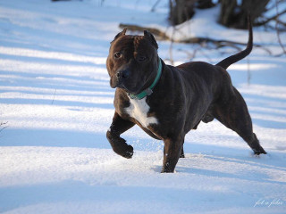 Dog running snow woods green - a green collar free wallpaper