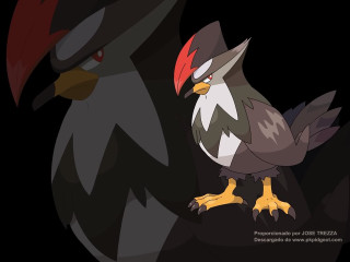 Red head black bird red - a red head free wallpaper