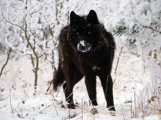 Black wolf snow forest trees - a black wolf free wallpaper