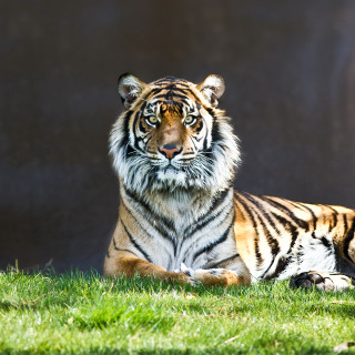 Tiger laying lush green grass - free animals wallpaper for tablet