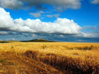 Wheat field cloudy sky hill - a hill in the distance free wallpaper for desktop