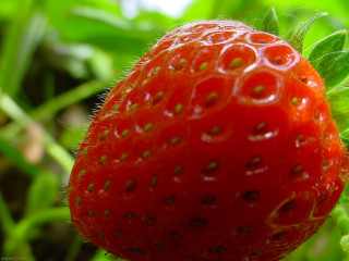 Strawberry closeup plant leaves blurry - the background and a blurry background of grass free wallpaper