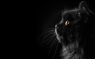 Black cat orange eyes looking - orange eye free wallpaper