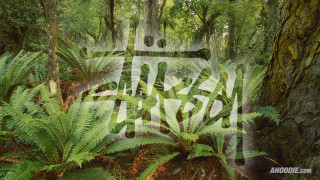 Forest tree sign forest arora - forest free wallpaper for desktop