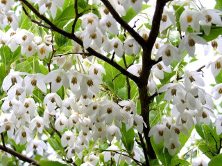 Tree white flowers green leaves 4 - a white sky in the background free wallpaper for desktop