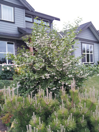 Tree white flowers house lawn - a house free wallpaper for mobile