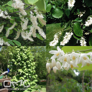 White flowers green leaves park - free spring wallpaper for tablet