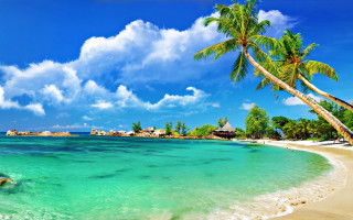 Beach palm tree blue sky 24 - a blue ocean free wallpaper