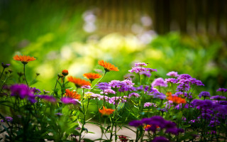Garden purple orange flowers wooden 2 - cindy wright free wallpaper for desktop