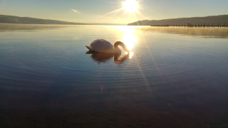 Swan swimming water sunset dawn - a swan free wallpaper