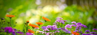Field of flowers blurry background 3 - cindy wright free wallpaper for desktop