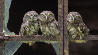 Three owls metal bar green - assemblage free wallpaper for desktop