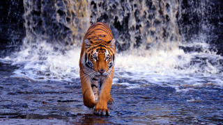 Tiger waterfall person walking through - a person in the background free wallpaper for desktop