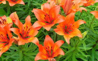 Orange flowers green grass red - orange flower free wallpaper for desktop