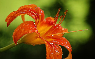 Flower water droplets green background - andrew robertson free wallpaper