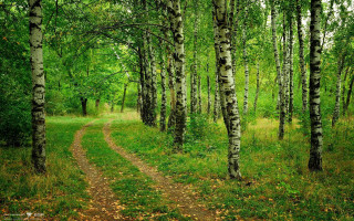 Dirt road forest trees leaves - a dirt road in the middle of a forest free wallpaper for desktop