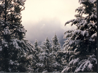 Snowy forest sunset clouds trees - forest free wallpaper for desktop