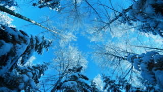 Winter sky trees woods view - the top of the trees free wallpaper