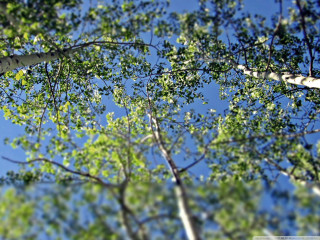 Trees view from below tops - short depth of field free wallpaper