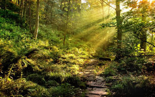 Sunbeams path woods trees leaves - sunbeam free wallpaper