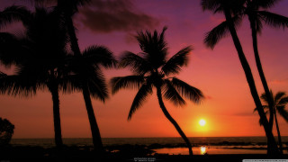 Sunset palm trees pink sky - a sunset free wallpaper for desktop