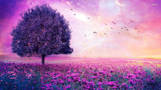 Tree flower purple sky stars - overhead free wallpaper for desktop