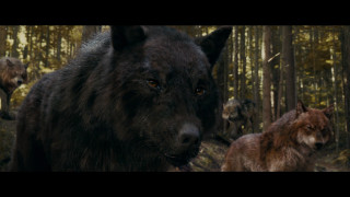 Wolf walking forest animals background - other animal free wallpaper