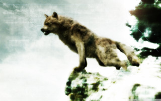 Wolf jumping cliff air water - a wolf free wallpaper for desktop