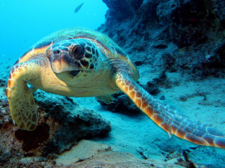 Turtle swimming fish ocean coral - a scuba diver free wallpaper