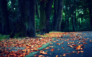 Road leaves trees background stop - a stop sign free wallpaper
