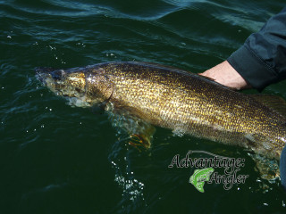 Large fish man boat fishing - a large fish free wallpaper