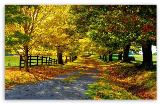 Dirt road fall colors trees - david brewster free wallpaper