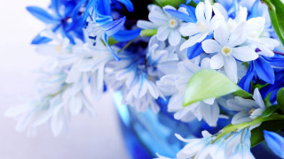 Blue vase white blue flowers - a blue vase free wallpaper