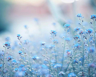 Blue flowers grass blurry background - gradient light blue free wallpaper