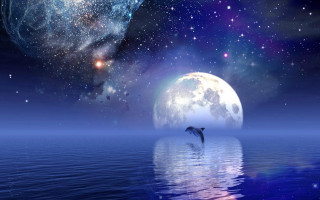 Dolphin jumping water full moon 2 - a dolphin free wallpaper