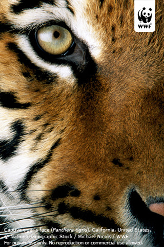 Tiger close up face caption - free animals wallpaper for mobile