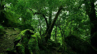 Lush green forest mossy rocks - forest free wallpaper for desktop
