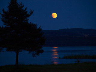 Full moon lake night tree - over a lake free wallpaper